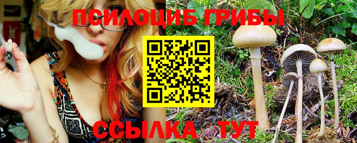 Псилоцибиновые грибы Psilocybine cubensis  Вход с VPN  Новокубанск 