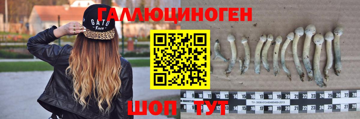 Галлюциногенные грибы Cubensis Новокубанск